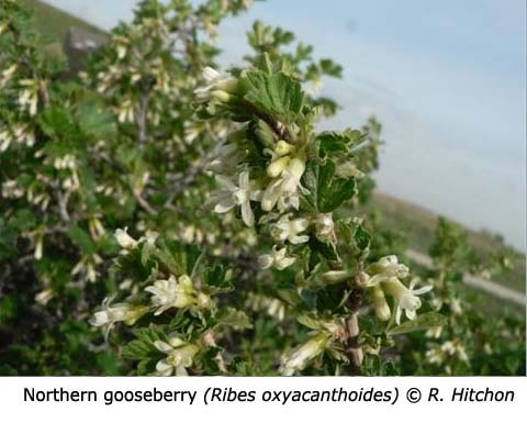 1-8-Northern_gooseberry_Ribes_oxyacanthoides_RH_f