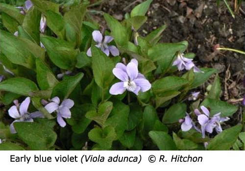 2-5-Early_blue_violet_Viola_adunca_RH_f