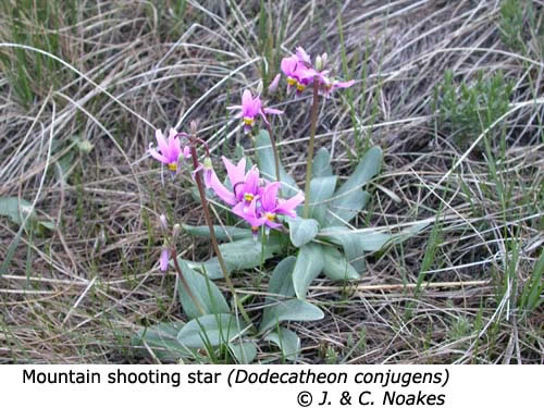 2-9-Mountain_shooting_star_Dodecatheon_conjugans_JCN_f