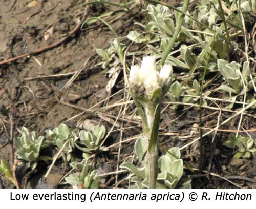 3-3-Low_everlasting_Antennaria_aprica_RH_f