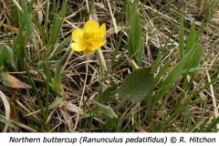 1-6-Northern_buttercup_Ranunculus_pedatifida-RH_f