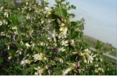 1-8-Northern_gooseberry_Ribes_oxyacanthoides_RH_f